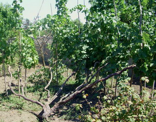 Виноградники без шпалери рекомендують закладати на малопродуктивних землях